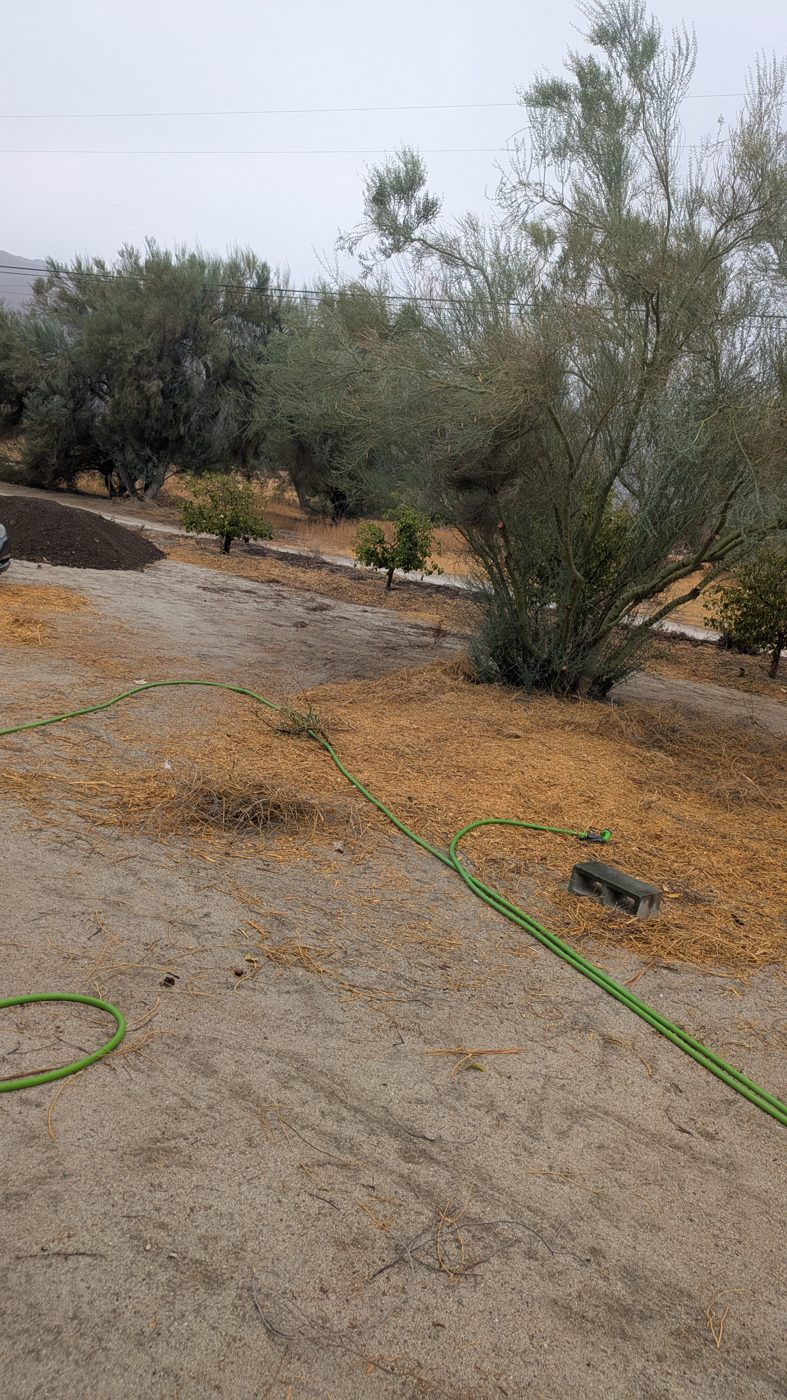 Mulched orchard trees with irrigation line at Ark Unit 1