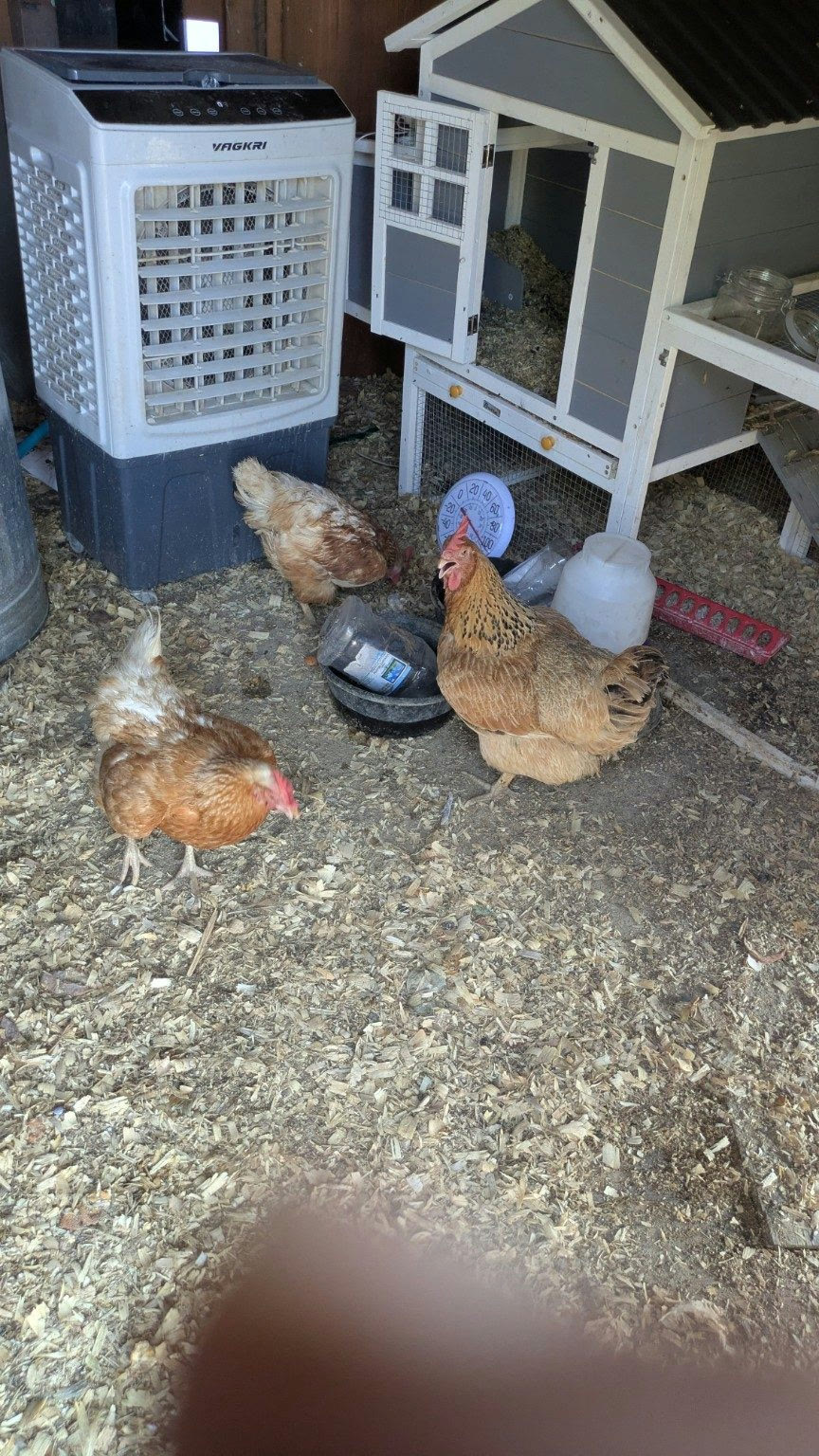 Three hens at a water bowl inside the chicken shelter at Ark Unit 1, beside the evaporative cooler and the coop